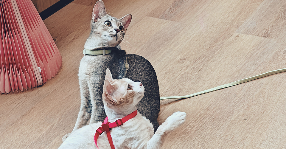 Work Meows Well-being: JE Redefines the Pet-Friendly Workplace
