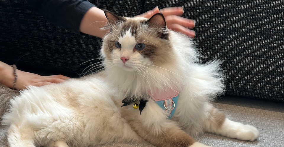 Work Meows Well-being: JE Redefines the Pet-Friendly Workplace