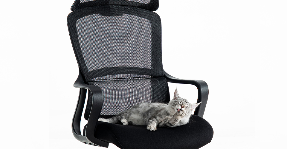 Creating a Pet-Friendly Workplace: Where Comfort, Creativity and Companionship Thrive