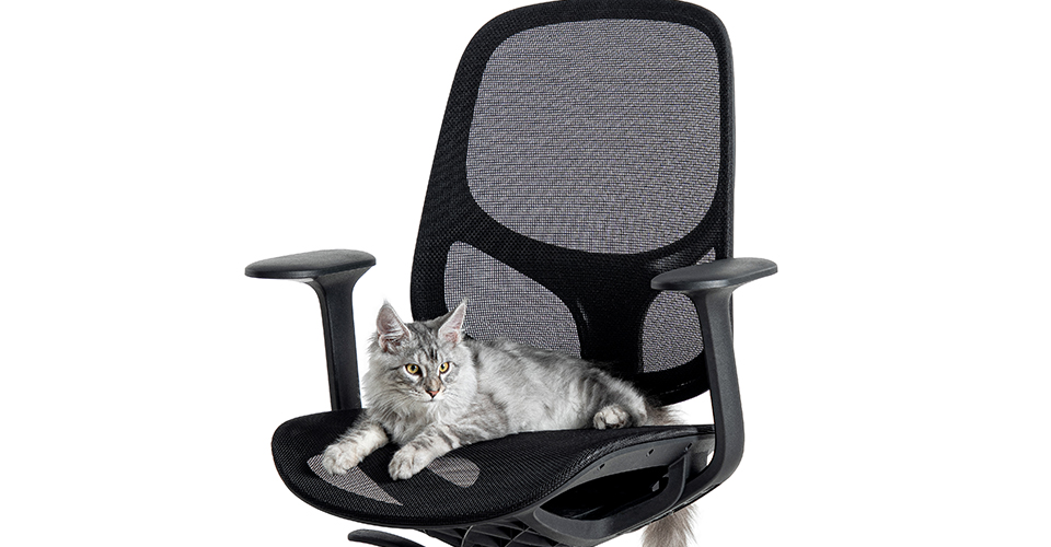 Creating a Pet-Friendly Workplace: Where Comfort, Creativity and Companionship Thrive