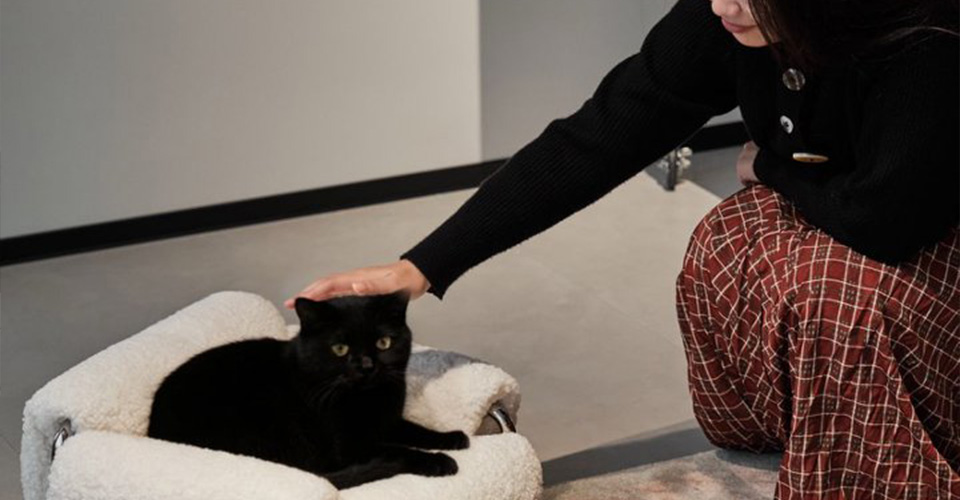 Extending the Experience: Inside the Spatial Philosophy of the Archini Showroom