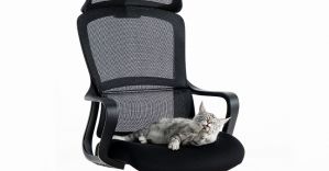 Creating a Pet-Friendly Workplace: Where Comfort, Creativity and Companionship Thrive